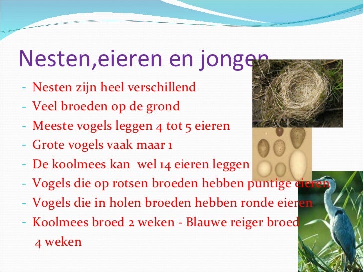 Spreekbeurt vogels