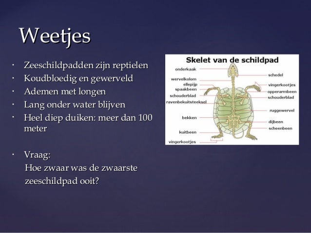 Spreekbeurt zeeschildpadden slideshare