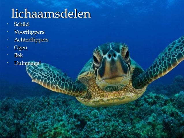 Spreekbeurt zeeschildpadden slideshare