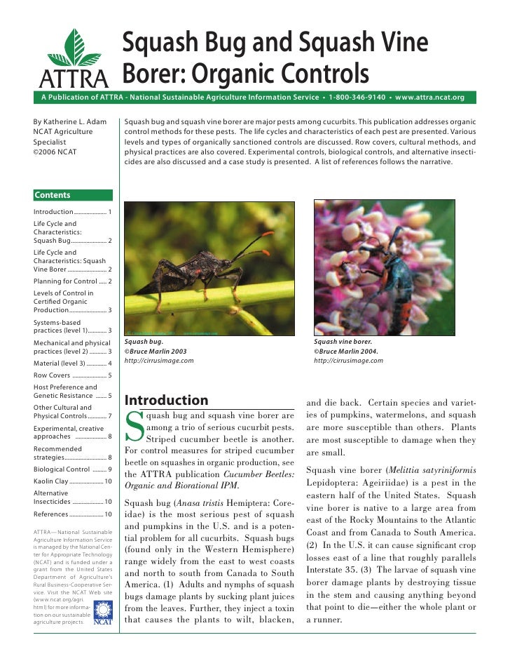 Squash Bug and Squash Vine Borer Organic Controls