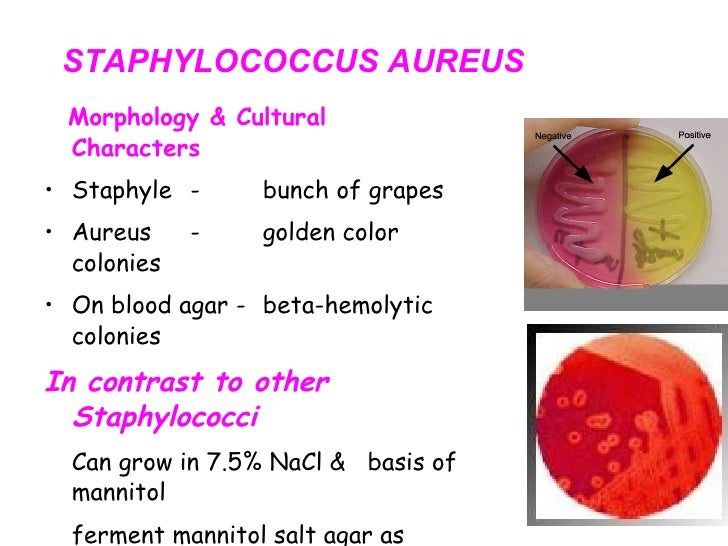 Staphylococci 09 10 Med