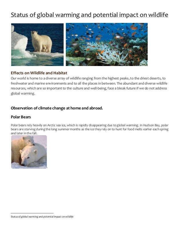 global warmings affect on wildlife The impact of global warming on animals and plants author: global warming effects on animals and the negative effects on wildlife are not only limited to. global warmings affect on wildlife The impact of global warming on animals and plants author: global warming effects on animals and the negative effects on wildlife are not only limited to.