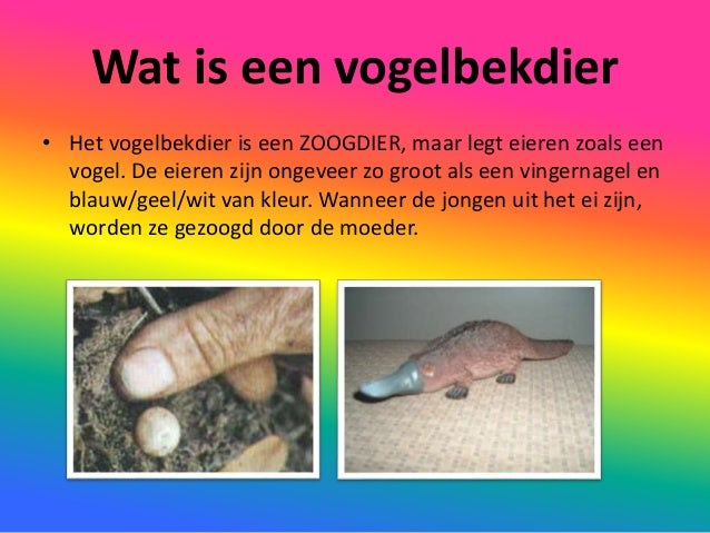 Stef dheedene vogelbekdier