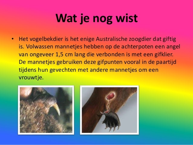 Stef dheedene vogelbekdier