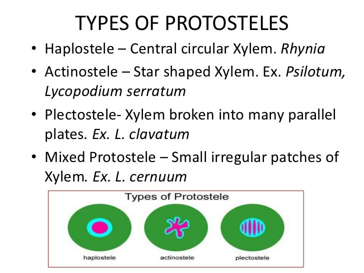 Stelar evolution in Pteridophytes