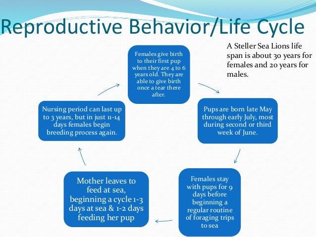 Killer Whale Life Cycle Facts For Kids Killer Whale Life Cycle Facts For Kids