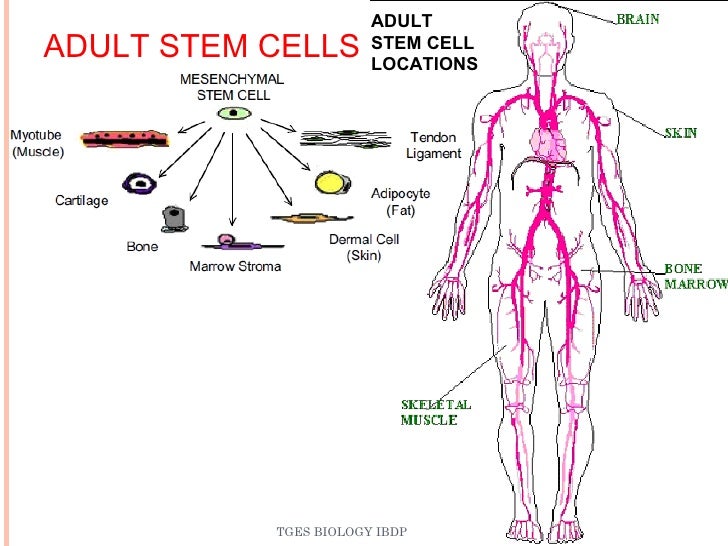 Adult Stem Cells Versus Embryonic Stem Cells 120