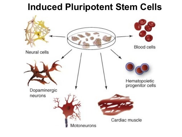 Problems With Adult Stem Cells 59