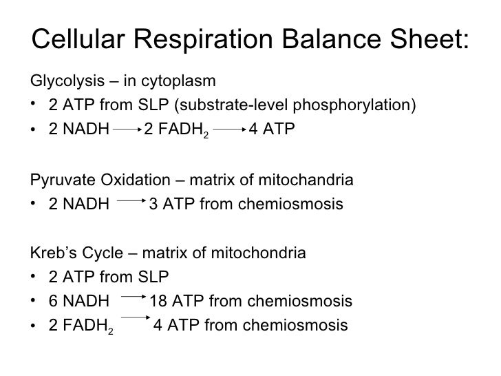 Step 4 the electron transport chain