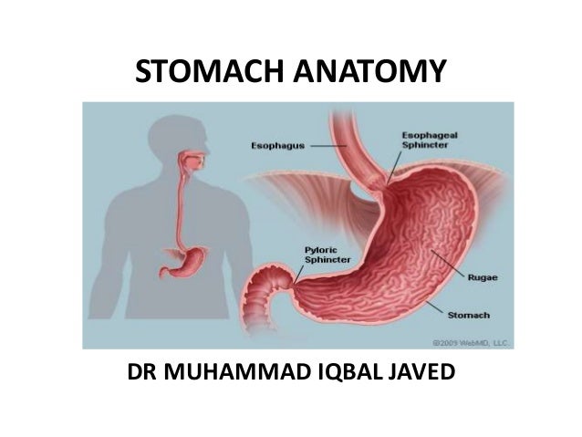 anatomy of stomach