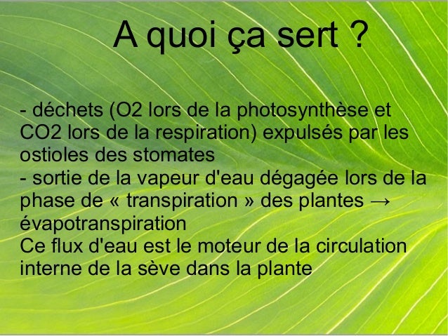 A Quoi Servent Les Capteurs De Co2 Stomates