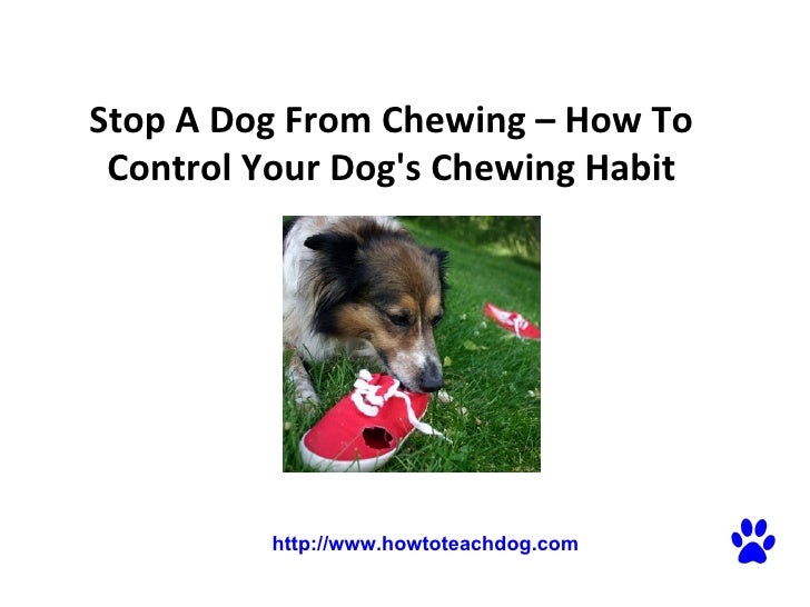 how to stop puppy from chewing stop a from chewing how to your s chewing habit how to stop puppy from chewing stop a from chewing how to your s chewing habit