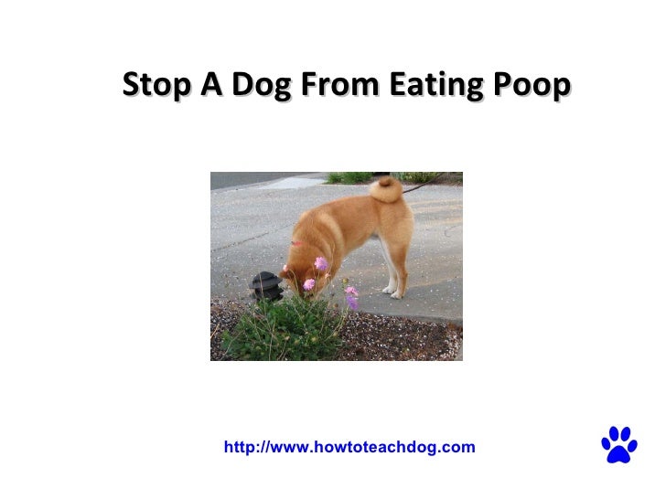 puppy keeps pooping in crate stop from pooping in house 28 images stop a from how to stop from pooping in puppy keeps pooping in crate stop from pooping in house 28 images stop a from how to stop from pooping in