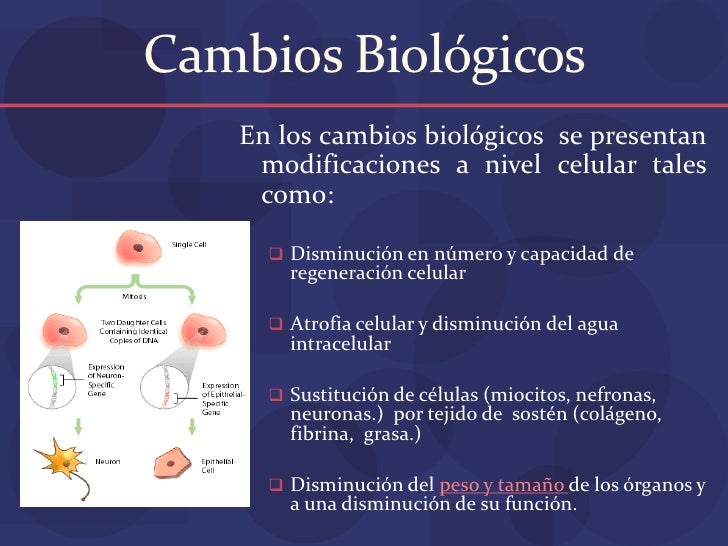 Como de la cebolla hacer la máscara para los cabellos