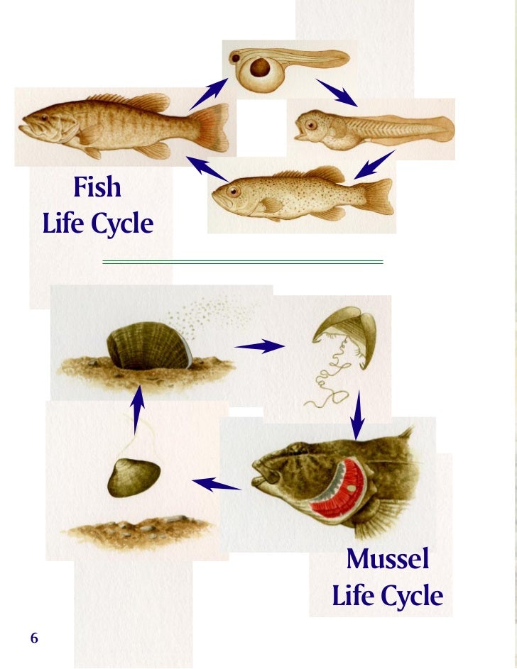 Stream Ecosystem Teacher's Guide
