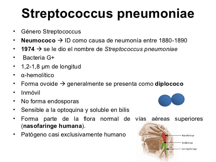 Streptococcus pneumoniae
