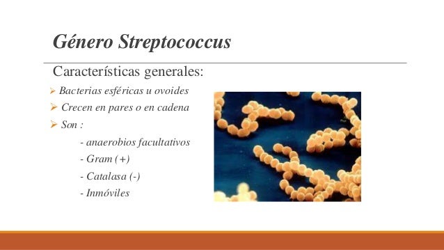 Streptococcus pneumoniae