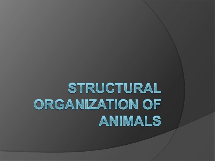 Structural organization of animals