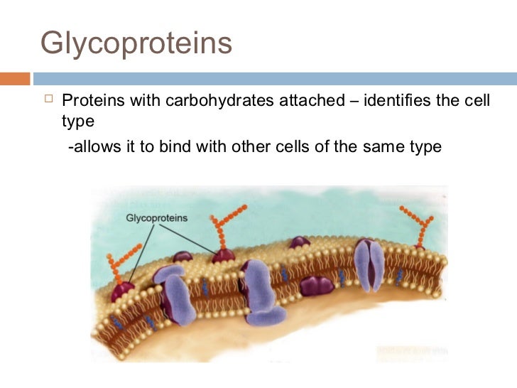 essay on protein functions essay on protein functions