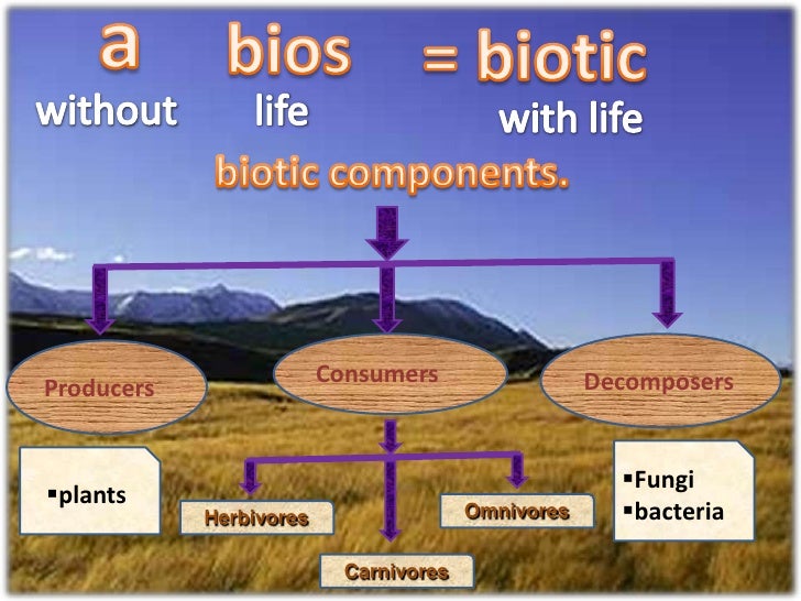 explain biophysical interactions which lead to diverse ecosystems functioning View sample answers for geography in band 4/5 at least one ecosystem you have studied, explain the biophysical interactions that lead to diverse ecosystems and. explain biophysical interactions which lead to diverse ecosystems functioning View sample answers for geography in band 4/5 at least one ecosystem you have studied, explain the biophysical interactions that lead to diverse ecosystems and.