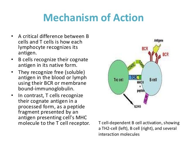 the functions of the immune system essay the functions of the immune system essay