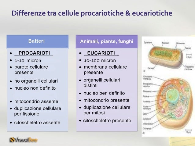 Differenza Tra Cellula Eucariote E Procariote Scuola Primaria Struttura delle cellule