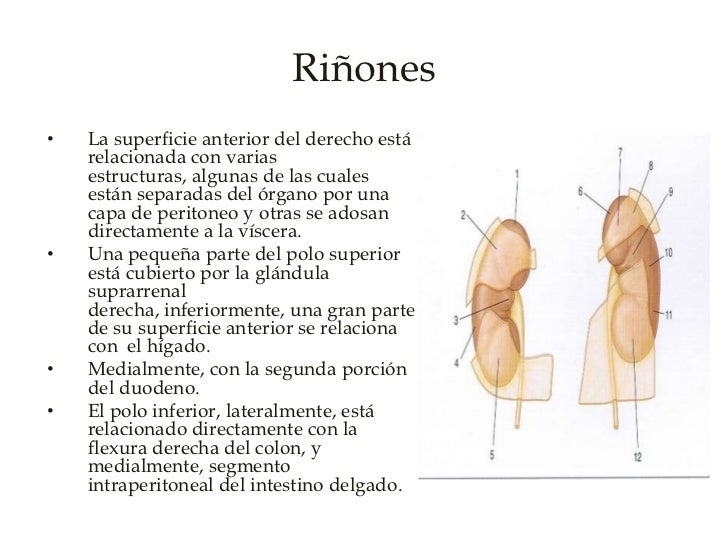 Nayz a la osteocondrosis del departamento lumbar de la columna vertebral