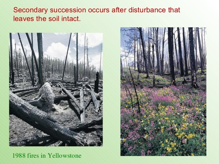 primary and secondary succession lessons tes teach secondary succession
