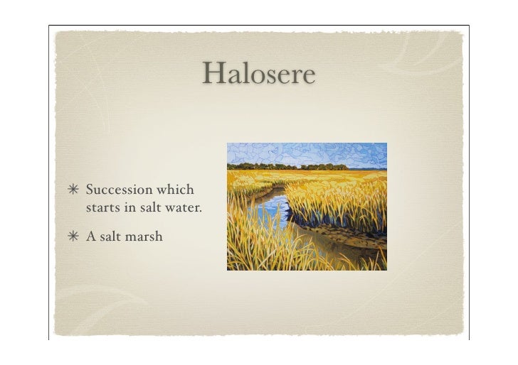 What Is The Meaning Of Halosere