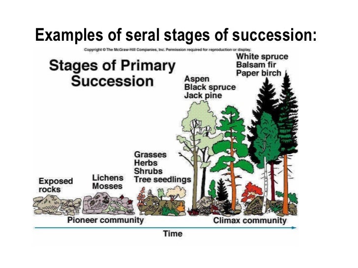 primary and secondary succession essay primary and secondary succession essay