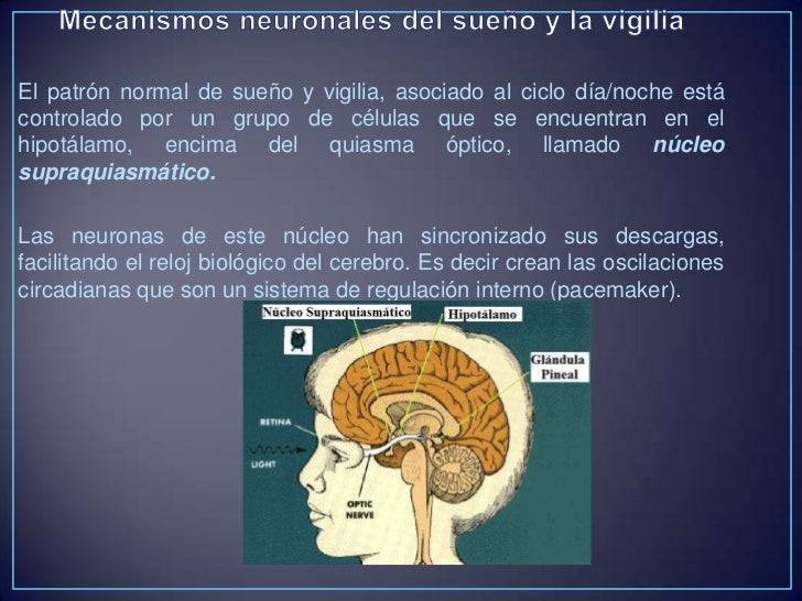 Sueño & vigilia