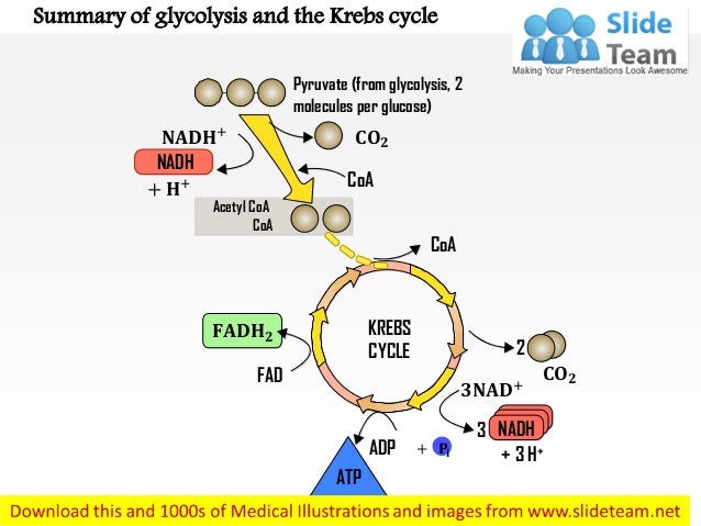 Glycolysis+Cycle Summary of glycolysis and the Krebs cyclePyruvate (from glycolysis ...