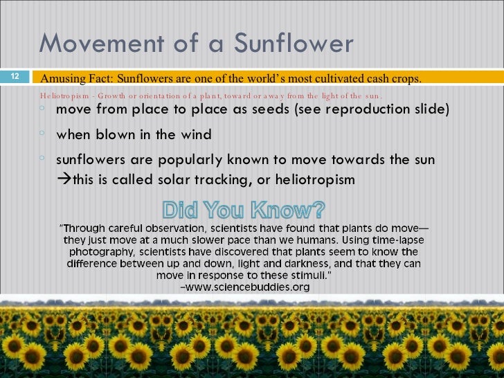 Sunflowers