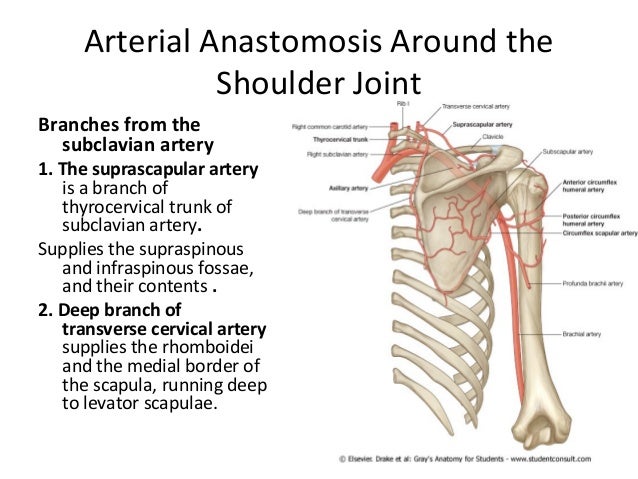 vascular anastomosis