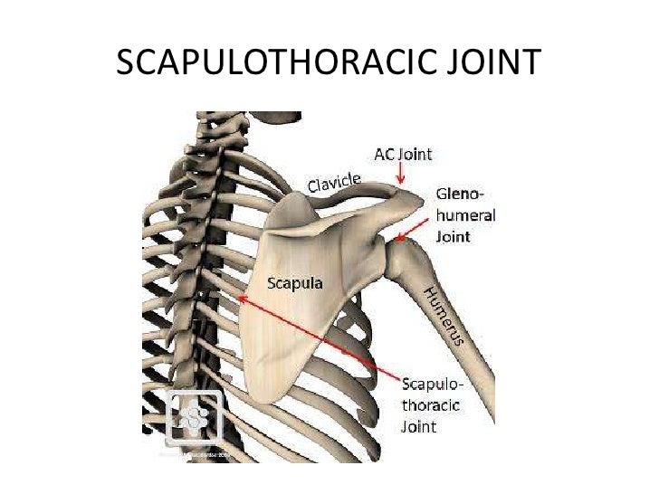 Shoulder Joint
