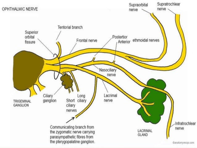 Ethmoid sinus double vision sinus rinse neilmed microwave disinfection