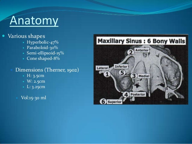 Surgical anatomy of maxillary sinus – note on (2)
