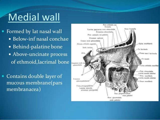 Maxillary Sinus Gravity