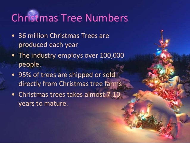 amazingly christmas tree facts to know amazingly christmas tree facts to know