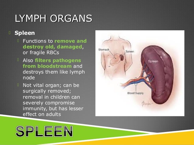 Survey of Anatomy & Physiology Chap 14