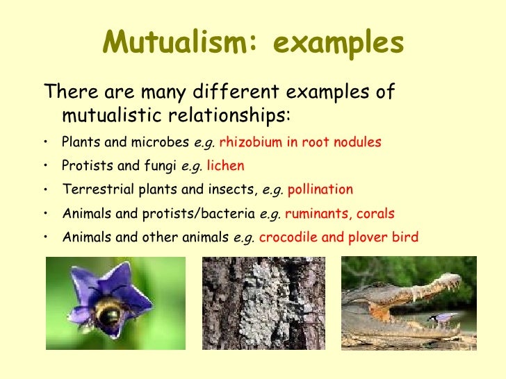 Symbiotic Relationship Chart