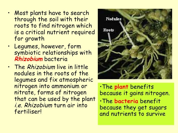 example of symbiotic relationship in plants