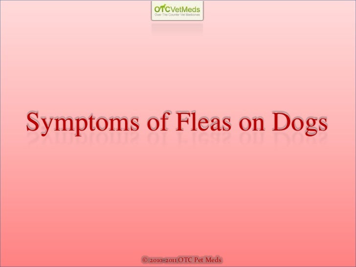 fleas on puppies symptoms of fleas on dogs fleas on puppies symptoms of fleas on dogs