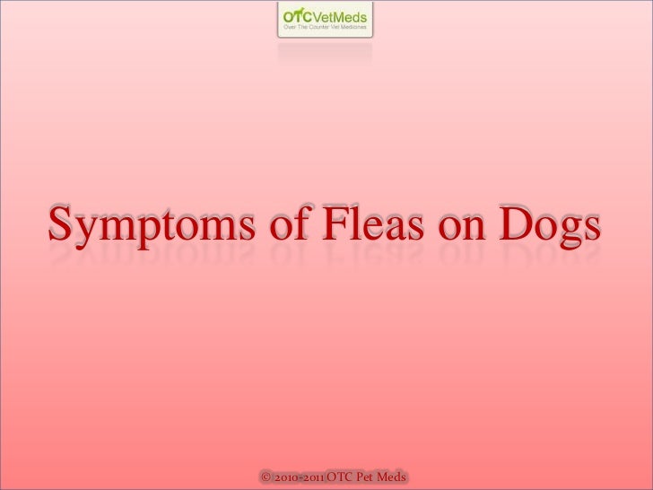 fleas symptoms #11
