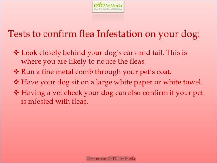 signs of fleas on dogs symptoms of fleas on dogs signs of fleas on dogs symptoms of fleas on dogs