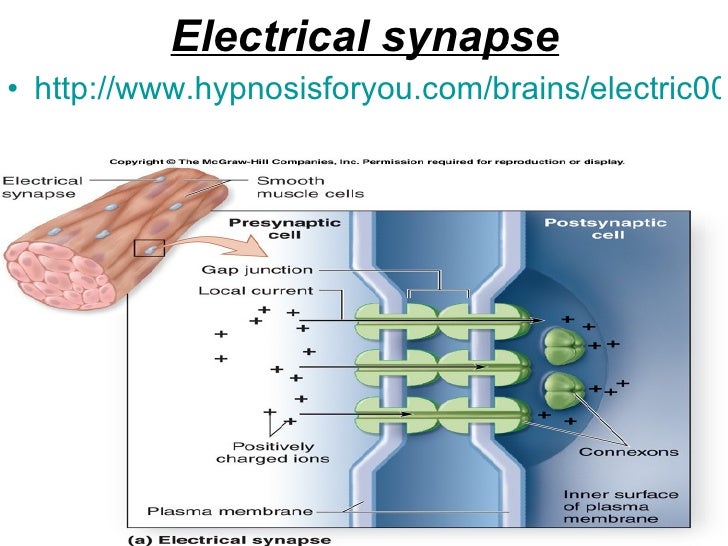 Synapse