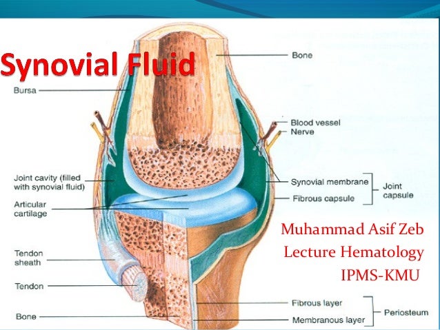 Synovial Fluid synovial-fluid