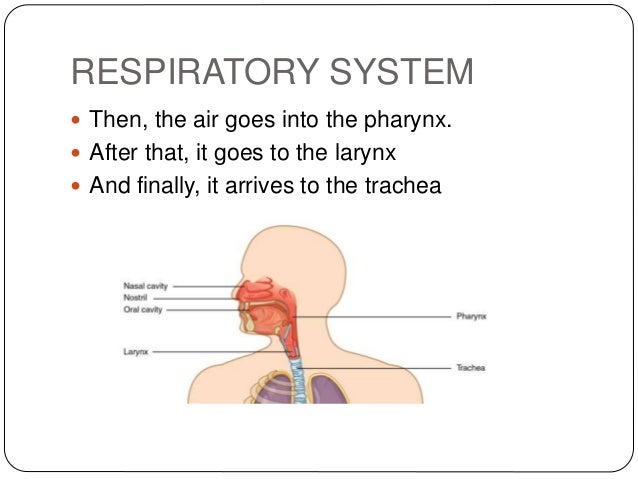 Nutrition and Respiratory Health—Feature Review