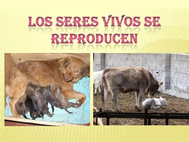 Diversas Espécies De Seres Vivos Se Reproduzem
