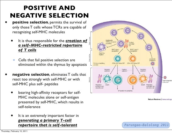 Negative And Positive Selection Of T Cells T cells and b-cells